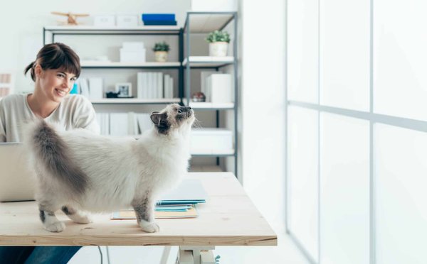 Couper les griffes de votre chat: pourquoi?