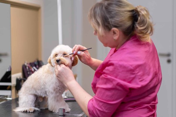 Comment nettoyer les yeux d'un chien ?